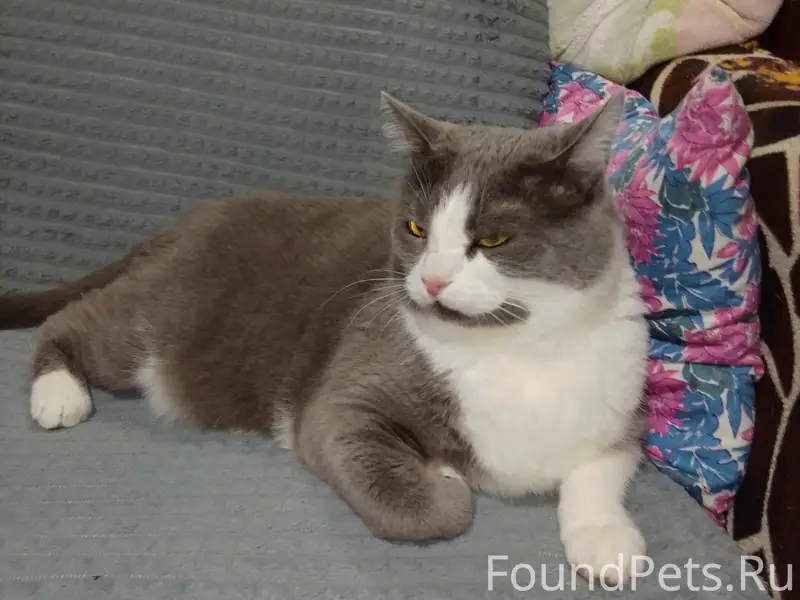 Найден котик, остановка Строительный колледж