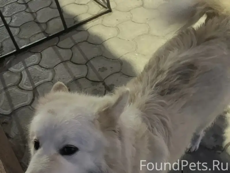 Пропал пес, белый, пушистый, Воронеж