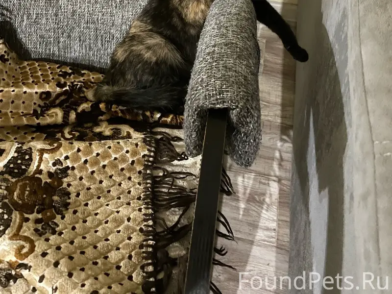 Пропала кошка Ася, Трубки район