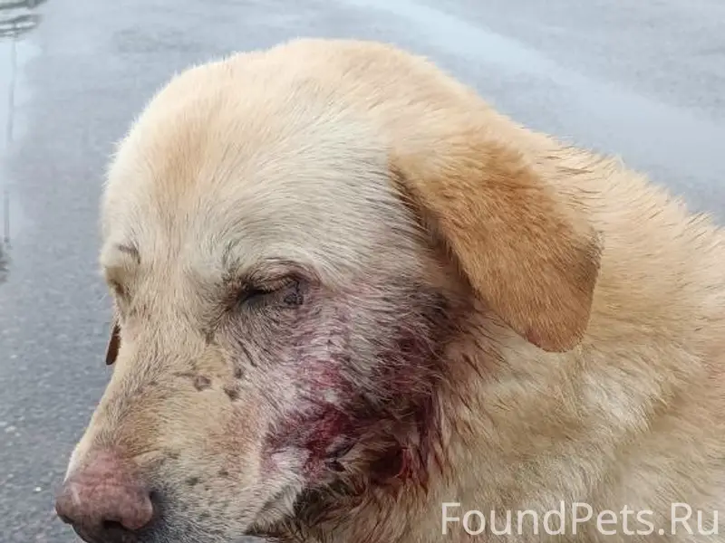 Найден лабрадор, Воскресенск, ул. 2-я Заводская