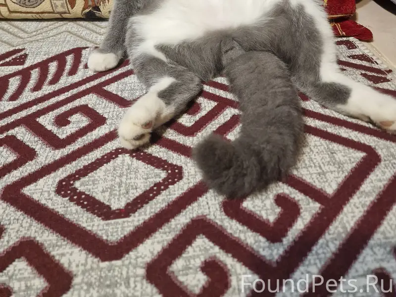 Пропал серенький котик с белой грудкой, животиком и лапками