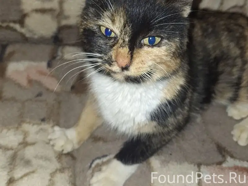 Найдена кошка, ищем хозяев