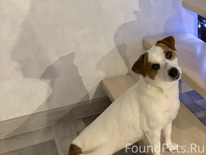 Пропала собака Джек Рассел, район тц Ледокол