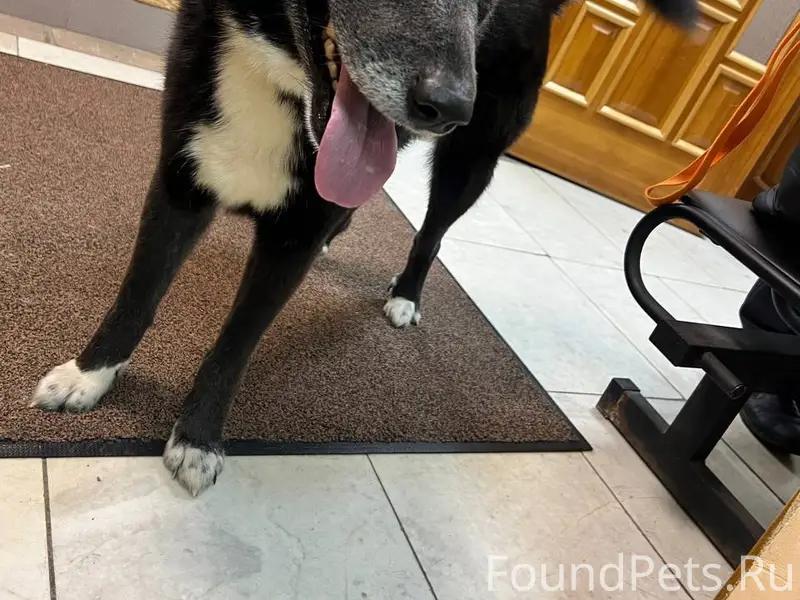 Найден кабель, собака