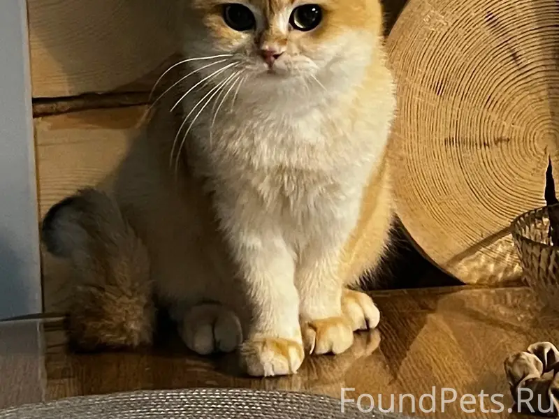 Пропал кот, Сватково