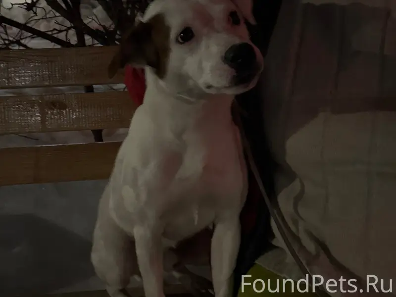 Найден тип собака, возле кинотеатра Родина