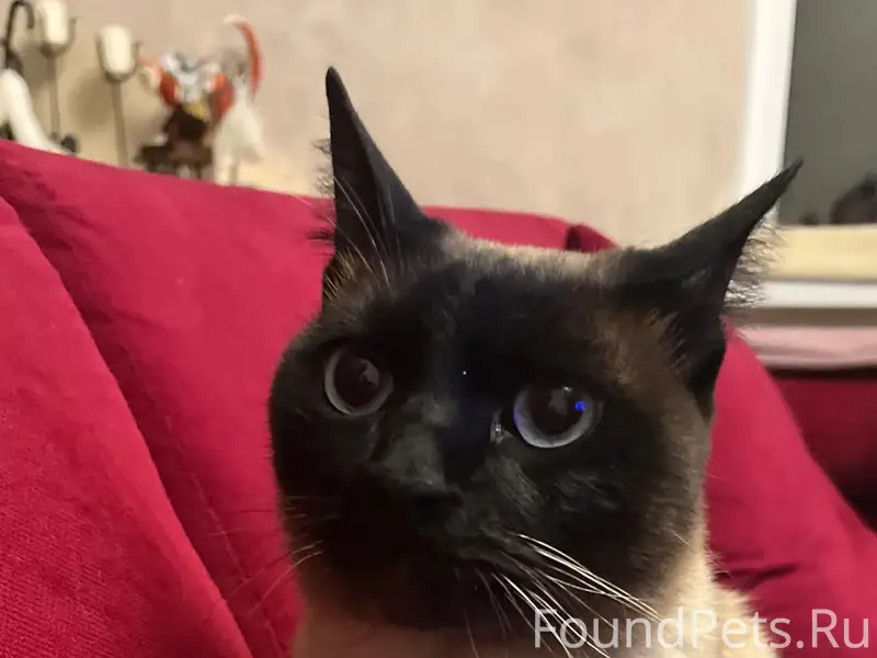 Пропал пёс Сема