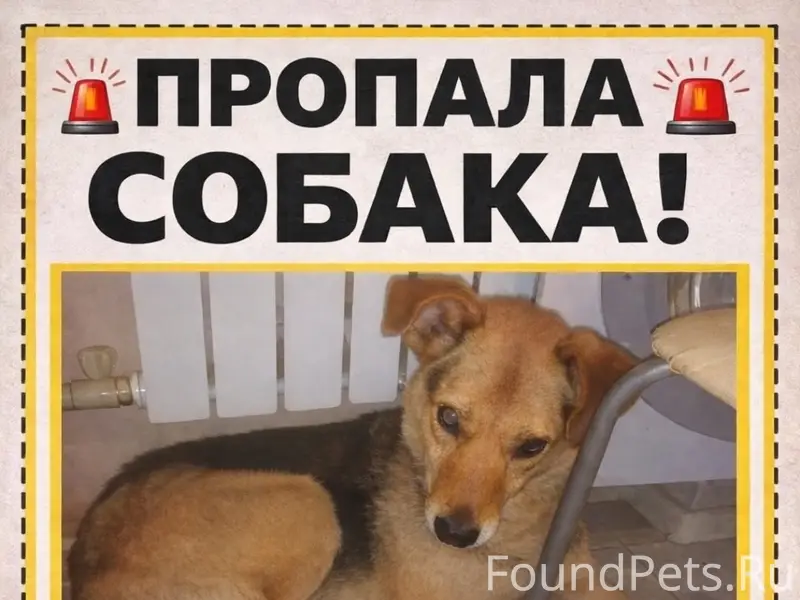 Пропал пёс Сережа, Дзержинск