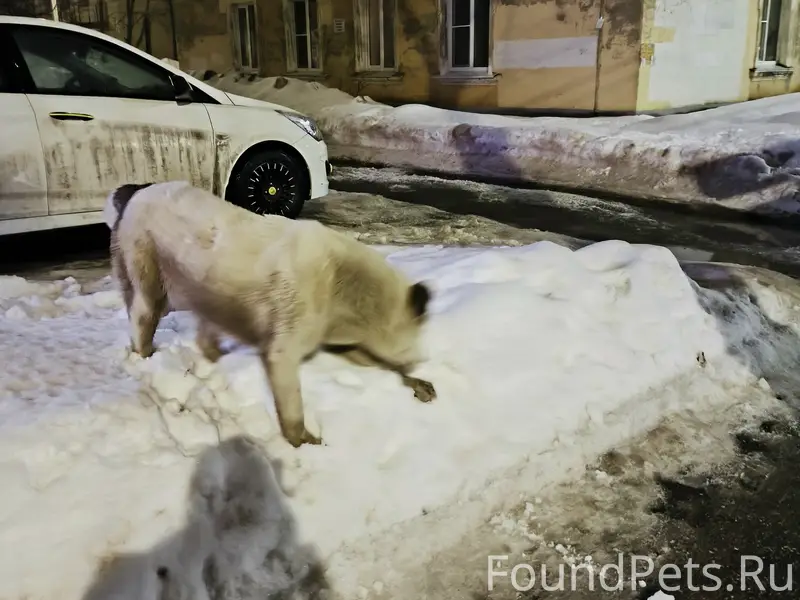 Найдена собака, улица Страж Революции, Нижний Новгород