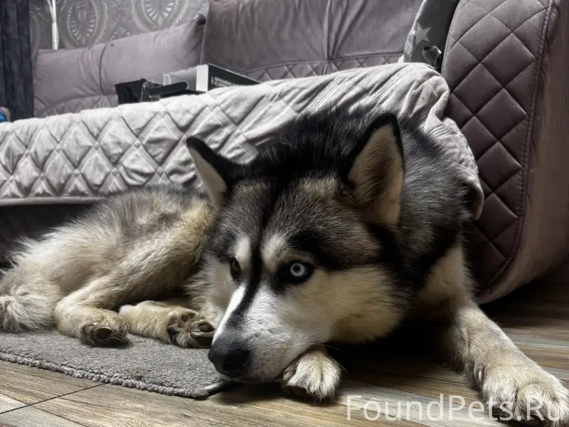 Найден пёс, трасса после Малышева