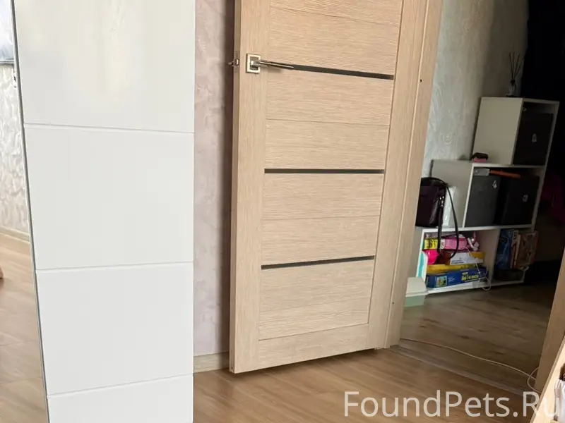 Найдена сомалийская кошка, Великие Луки