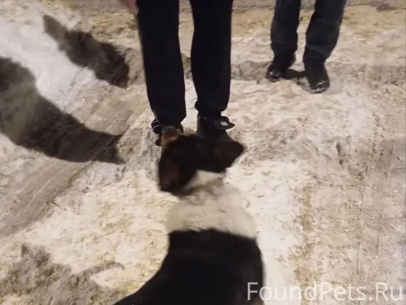 Пропал пёс, Серпухов