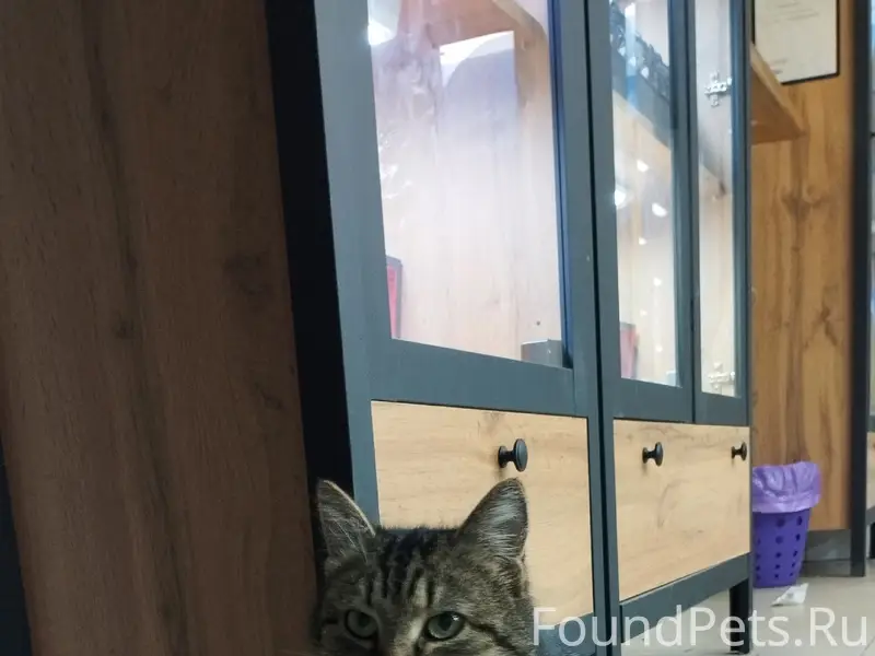 Пропала кошка, Макеевка