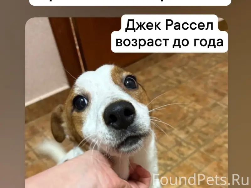 Найден щенок Джек Рассел, Набережная