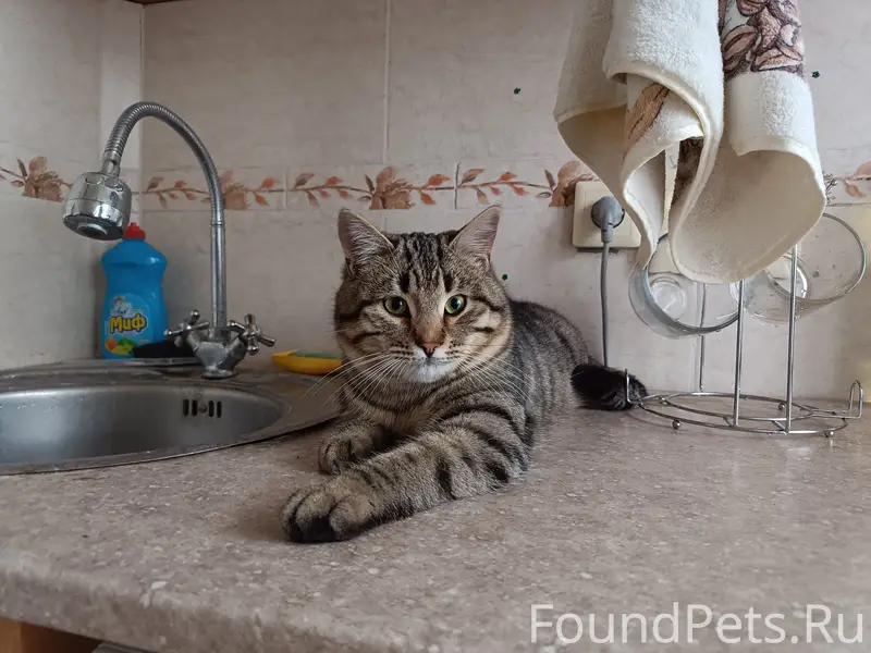 Пропал кот Тосик, район 'Скорой помощи'