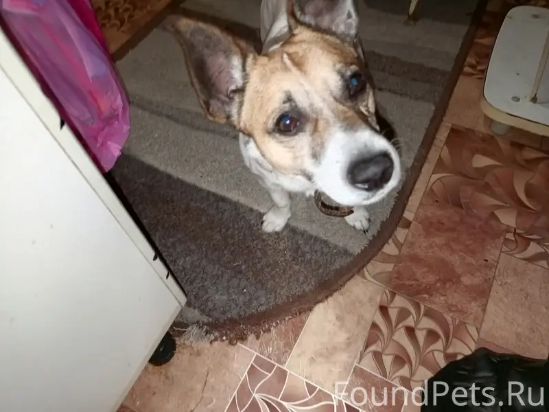 Найден Джек Рассел, м-Гоголя