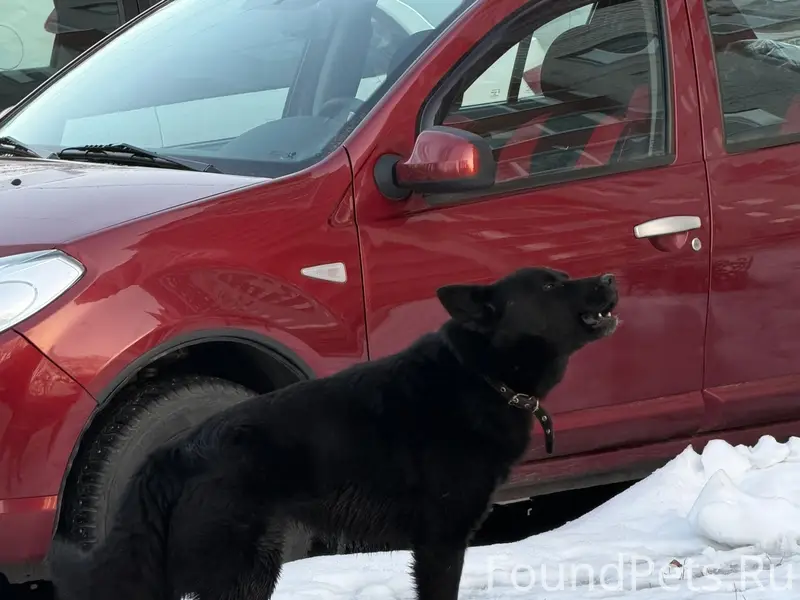Найден чёрный пёс с ошейником, ул. Димитрова