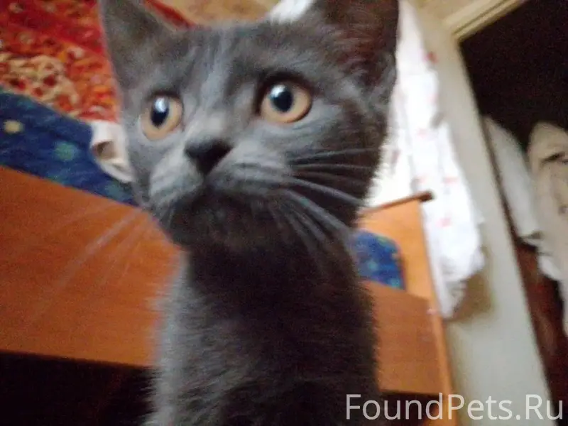 Пропал кот Томсон, город Бузулук