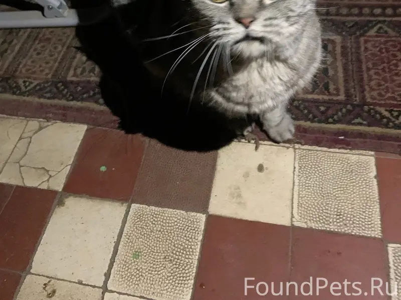 Найден британец, район ул. Благова