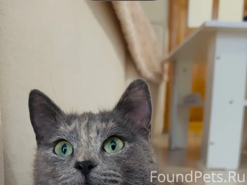 Найдена кошка, Кузнецовский Затон