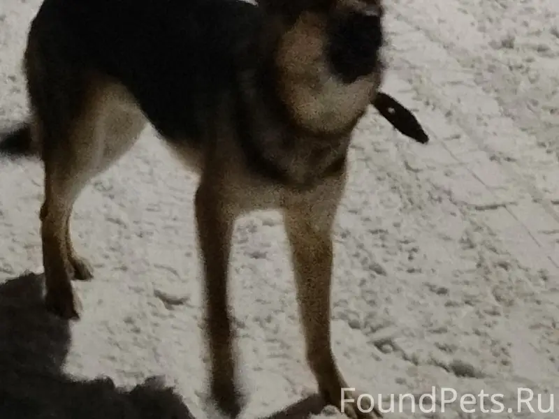 Пропала собака, [место] ул. Корто