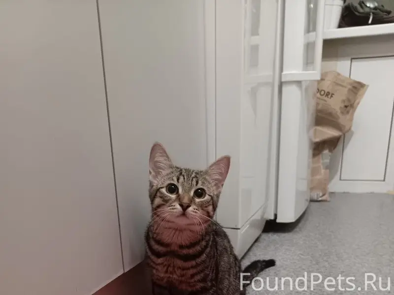 Найден кот, Приокский район