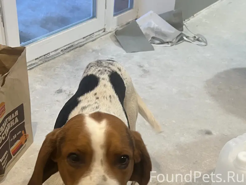 Найден кобель русская пегая гончая, Бессоновка