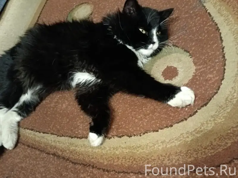 Пропал кот Сева, Липецк, район улицы Папина