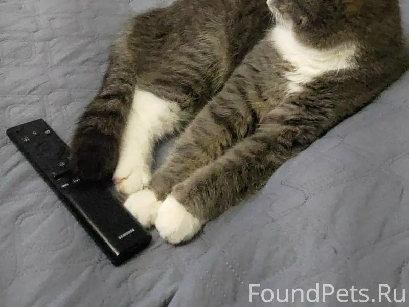 Пропала кошка, д. Федоровское