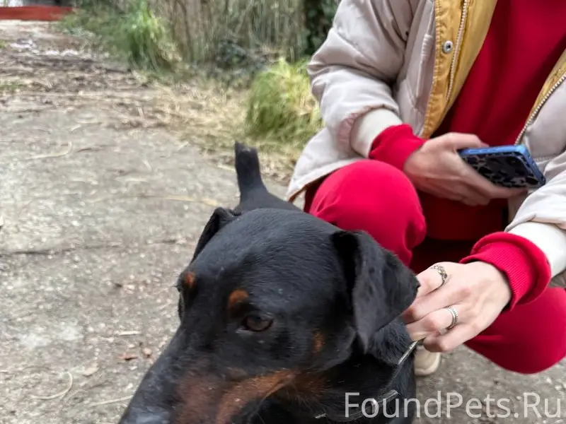 Найден ягдтерьер, Сочи, район Новой Зари