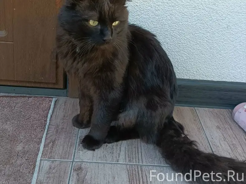 Пропал чёрный кот, Переулок Железнодорожный