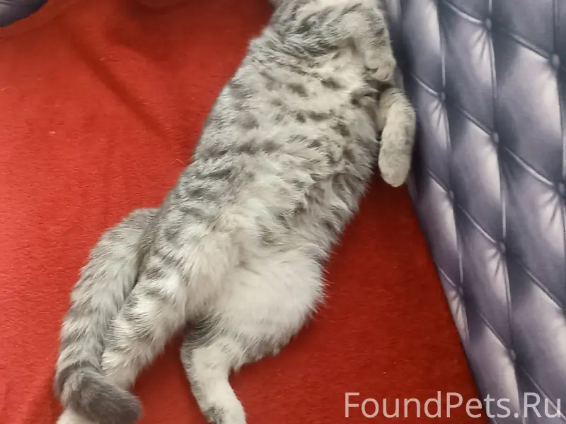 Пропал котёнок, улица Северная 18