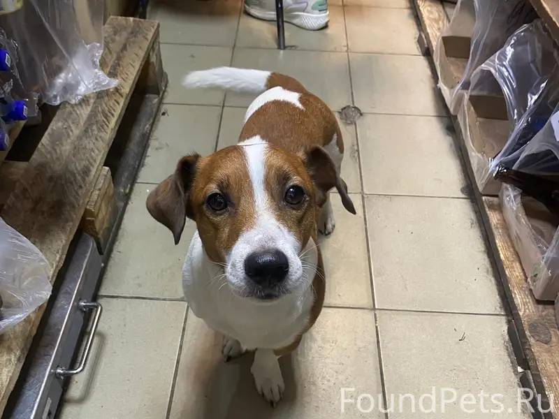 Пропал Майло, собака