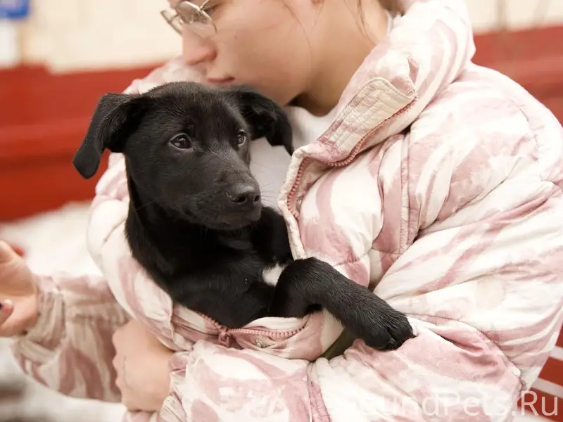 Найден щенок Кирюха, Академика Павлова