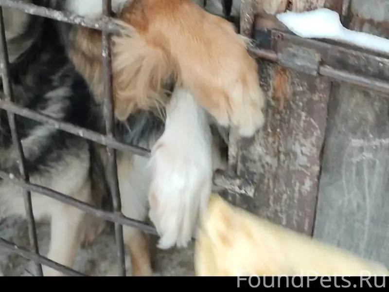 Пропал пёс, район ДРСУ