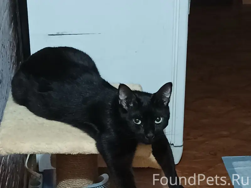 Пропал кот Арчи, Улица 9 января