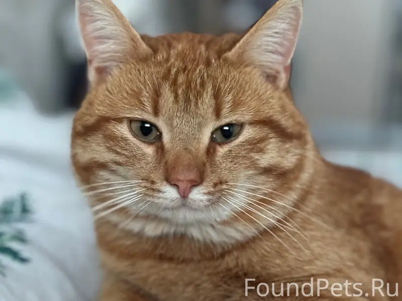 Пропал рыжий кот Мурзик, ул. РПК