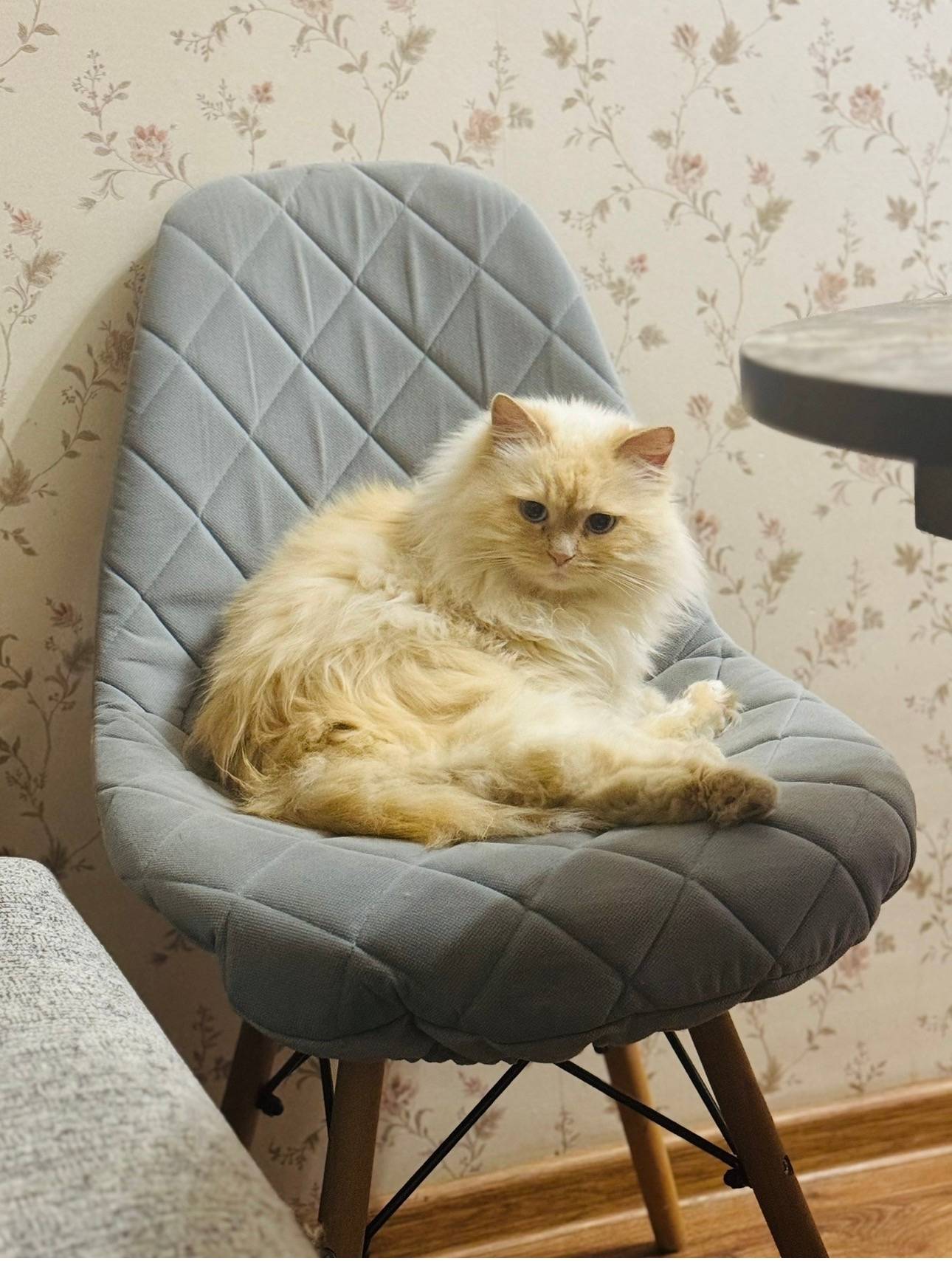 Пропала кошка Белка, район Марьино, Симферополь