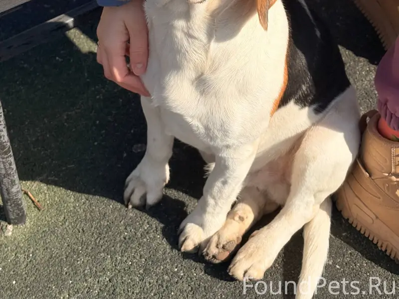 Найден бигль, мальчик, молодой