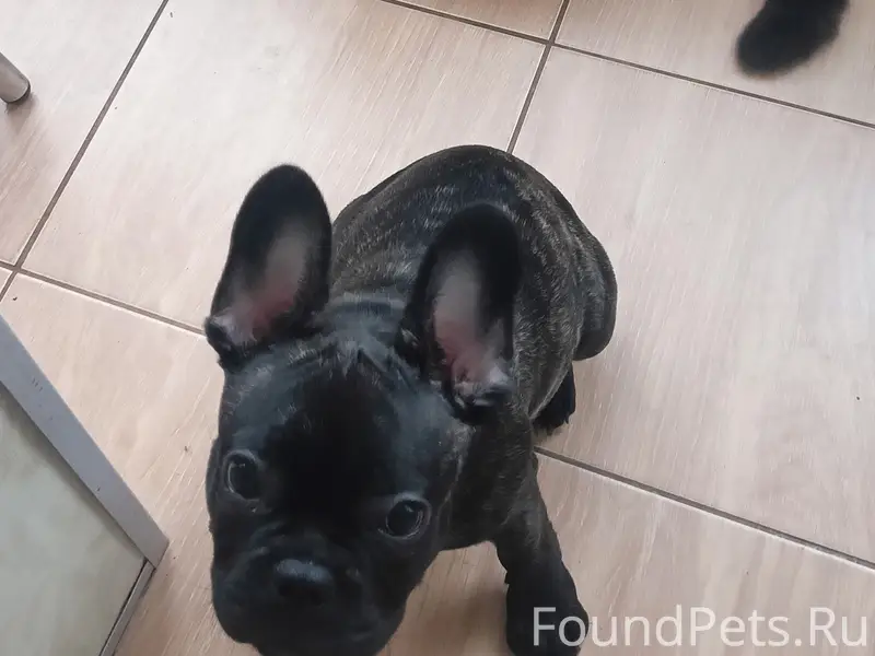 Пропал французский бульдог, В. Гризодубовой 2А