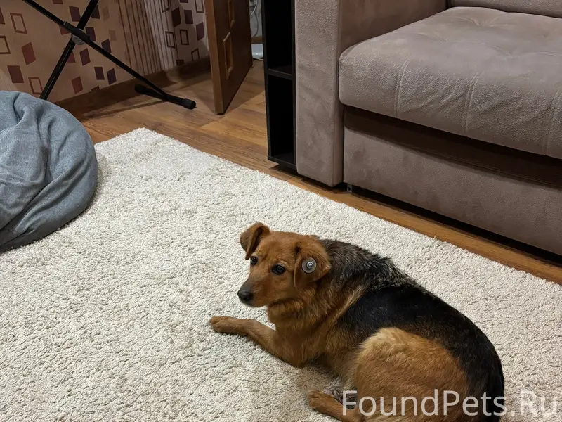 Пропала собака Жужа, Пролетарский район