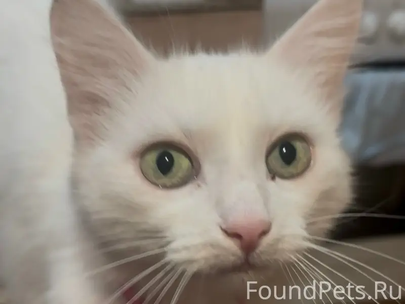 Пропала кошка Белка, Шибанкова