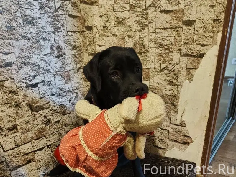 Пропала собака Дора, Югорск