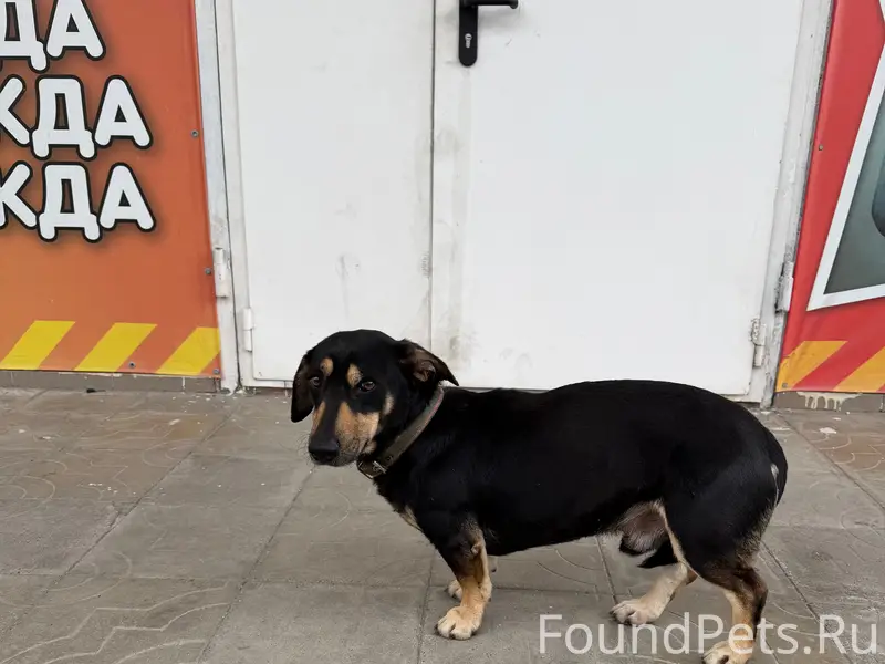 Найденныесобаки,Новороссийск,центральныйрынок