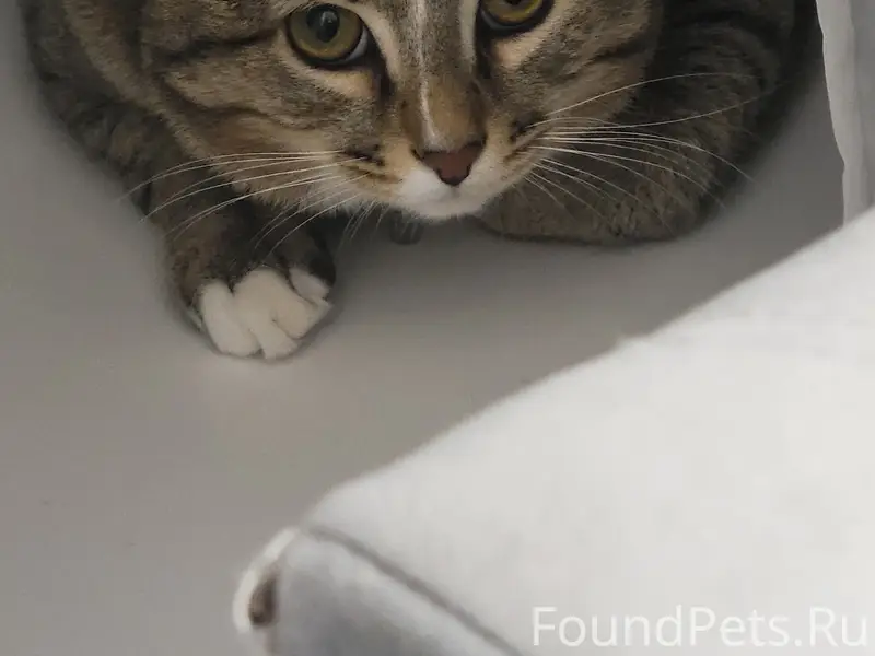 Пропал кот Шпрот, Дарна-2