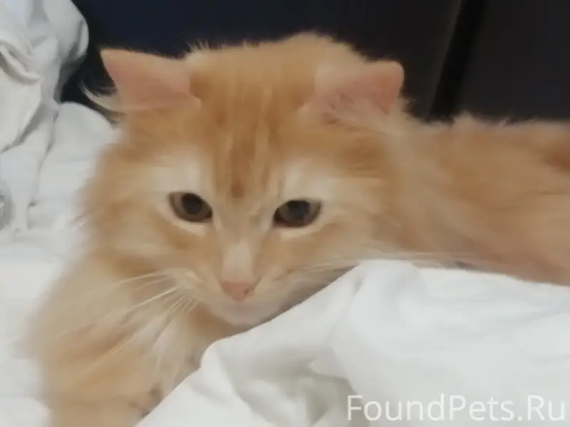 Пропал кот Мейсон, кольцевая