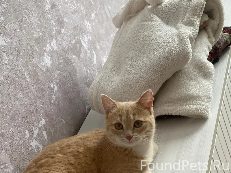 Пропала кошка, рп Колышлей, район шуист