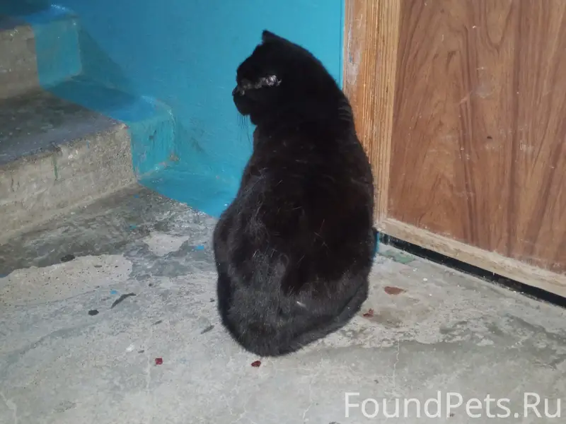 Найдена чёрная кошка, район Горгаз