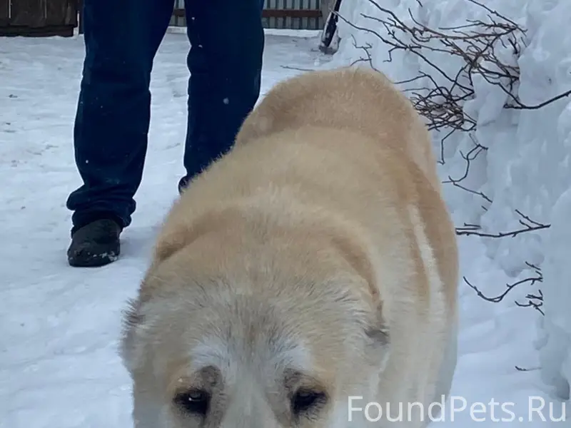 Пропала алабай, пропала в районе ул. Колхозная