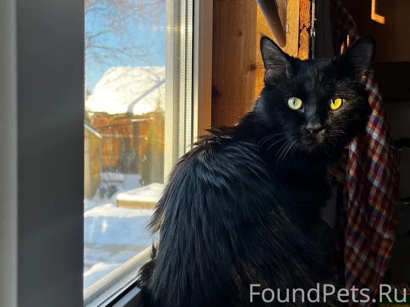 Пропал черный кот Бэтмен, СНТ Автомобилист